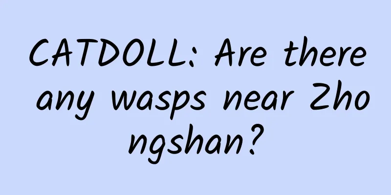 CATDOLL: Are there any wasps near Zhongshan?