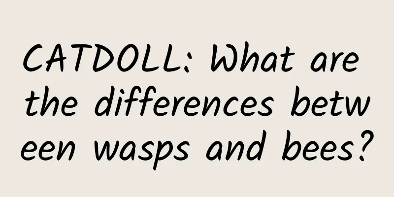 CATDOLL: What are the differences between wasps and bees?