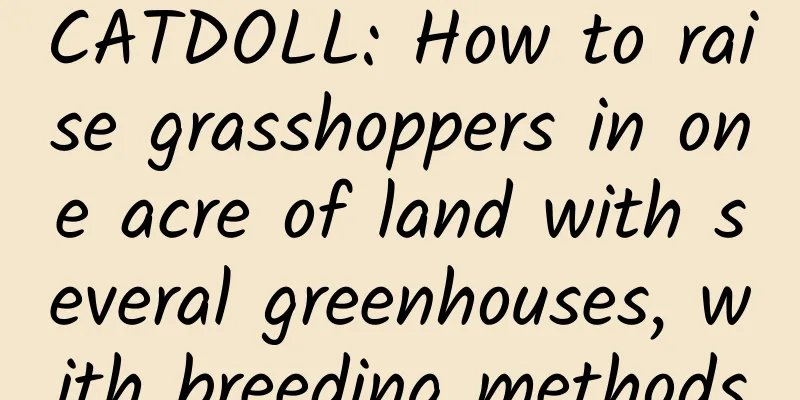 CATDOLL: How to raise grasshoppers in one acre of land with several greenhouses, with breeding methods