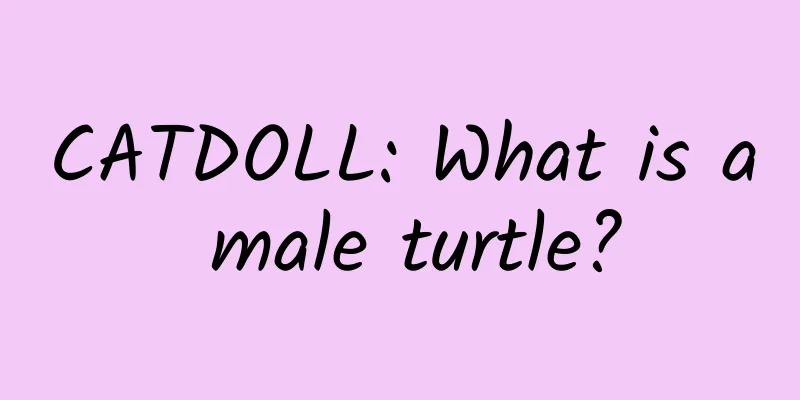CATDOLL: What is a male turtle?