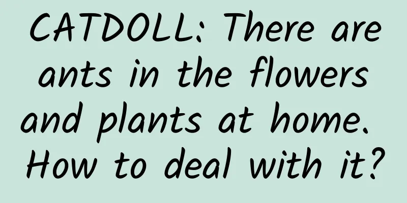 CATDOLL: There are ants in the flowers and plants at home. How to deal with it?