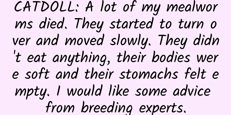 CATDOLL: A lot of my mealworms died. They started to turn over and moved slowly. They didn't eat anything, their bodies were soft and their stomachs felt empty. I would like some advice from breeding experts.