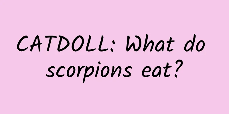 CATDOLL: What do scorpions eat?
