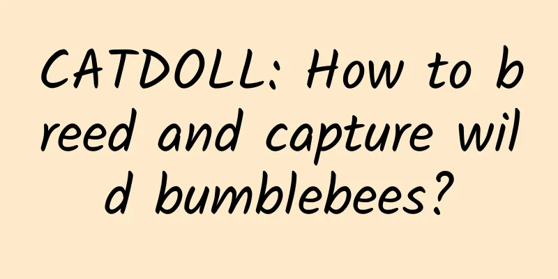 CATDOLL: How to breed and capture wild bumblebees?