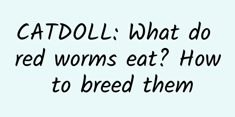 CATDOLL: What do red worms eat? How to breed them
