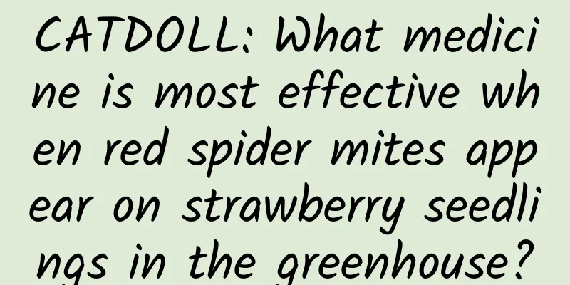 CATDOLL: What medicine is most effective when red spider mites appear on strawberry seedlings in the greenhouse?