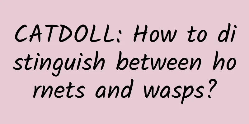 CATDOLL: How to distinguish between hornets and wasps?
