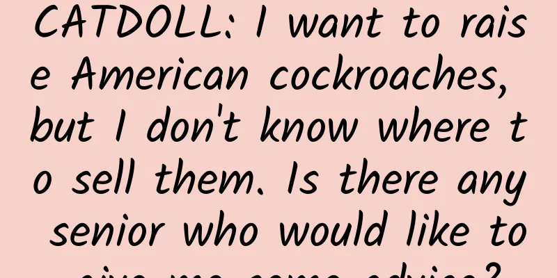 CATDOLL: I want to raise American cockroaches, but I don't know where to sell them. Is there any senior who would like to give me some advice?