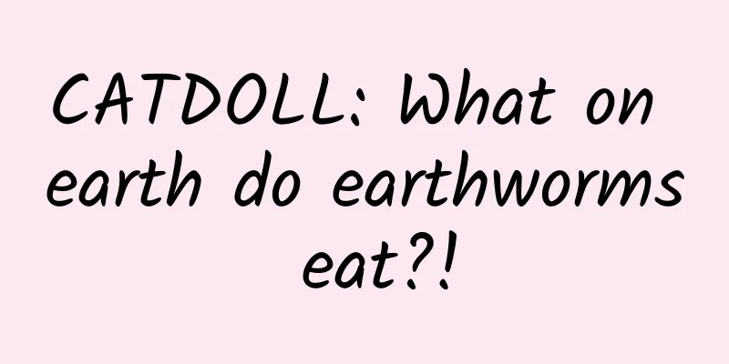 CATDOLL: What on earth do earthworms eat?!