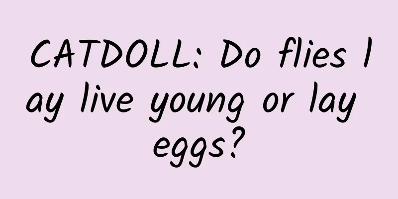 CATDOLL: Do flies lay live young or lay eggs?