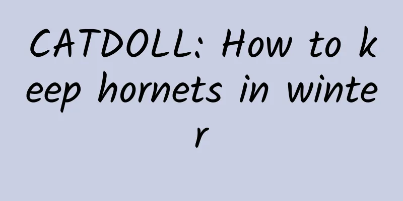 CATDOLL: How to keep hornets in winter