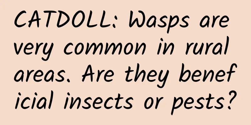 CATDOLL: Wasps are very common in rural areas. Are they beneficial insects or pests?