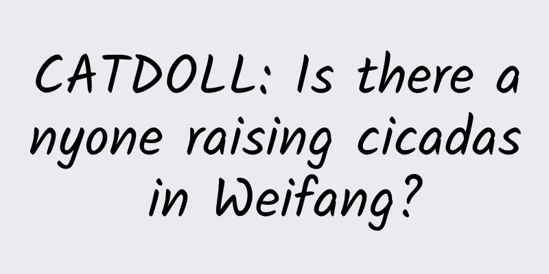 CATDOLL: Is there anyone raising cicadas in Weifang?