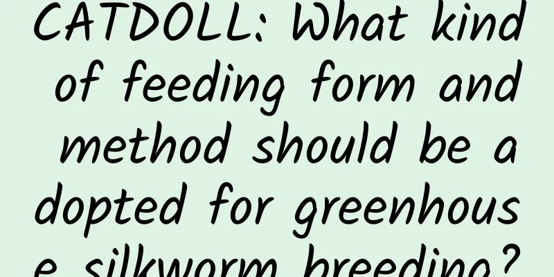 CATDOLL: What kind of feeding form and method should be adopted for greenhouse silkworm breeding?