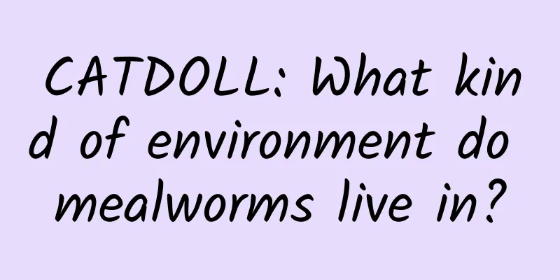 CATDOLL: What kind of environment do mealworms live in?