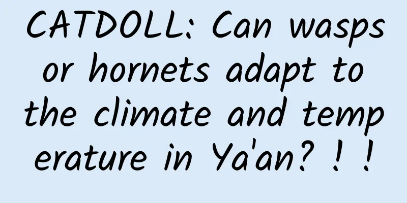 CATDOLL: Can wasps or hornets adapt to the climate and temperature in Ya'an? ! !