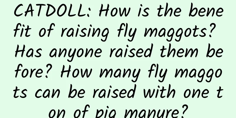 CATDOLL: How is the benefit of raising fly maggots? Has anyone raised them before? How many fly maggots can be raised with one ton of pig manure?