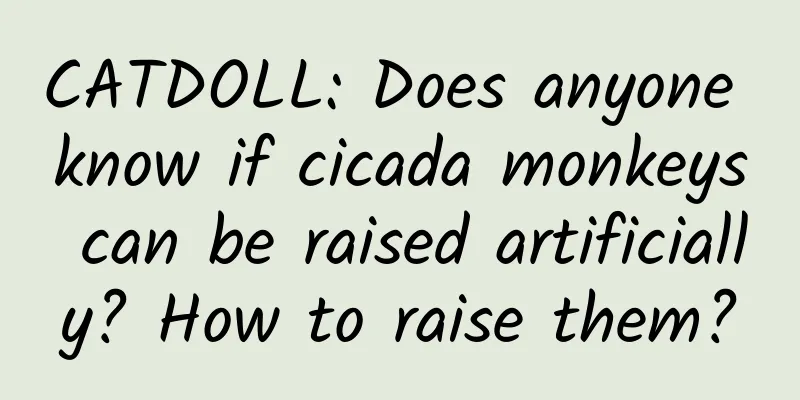 CATDOLL: Does anyone know if cicada monkeys can be raised artificially? How to raise them?