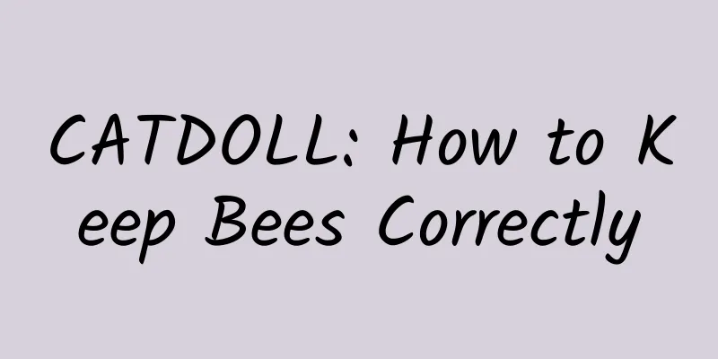 CATDOLL: How to Keep Bees Correctly