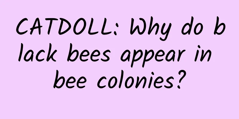 CATDOLL: Why do black bees appear in bee colonies?