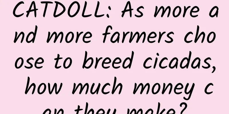 CATDOLL: As more and more farmers choose to breed cicadas, how much money can they make?