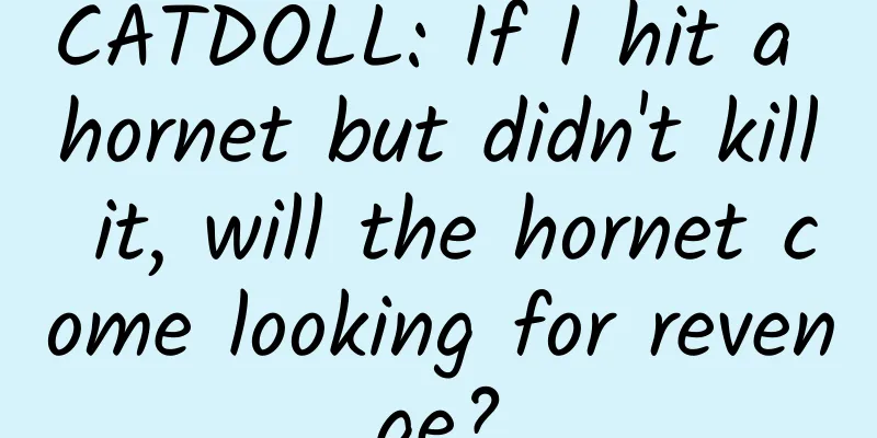 CATDOLL: If I hit a hornet but didn't kill it, will the hornet come looking for revenge?