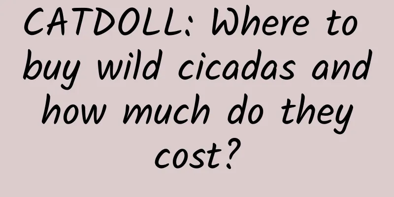 CATDOLL: Where to buy wild cicadas and how much do they cost?