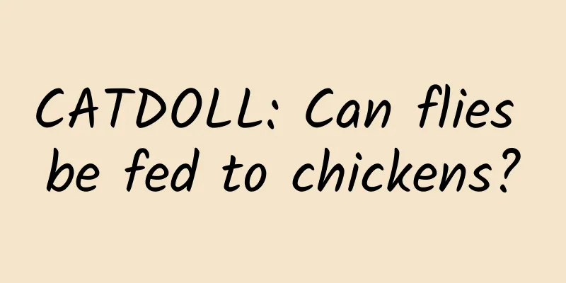 CATDOLL: Can flies be fed to chickens?