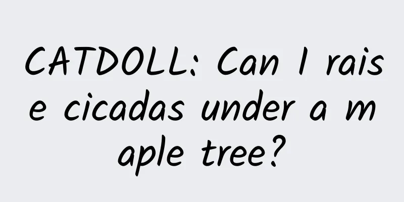 CATDOLL: Can I raise cicadas under a maple tree?