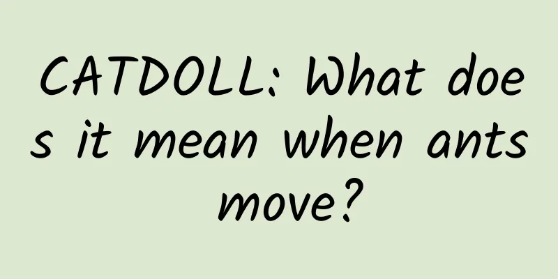 CATDOLL: What does it mean when ants move?