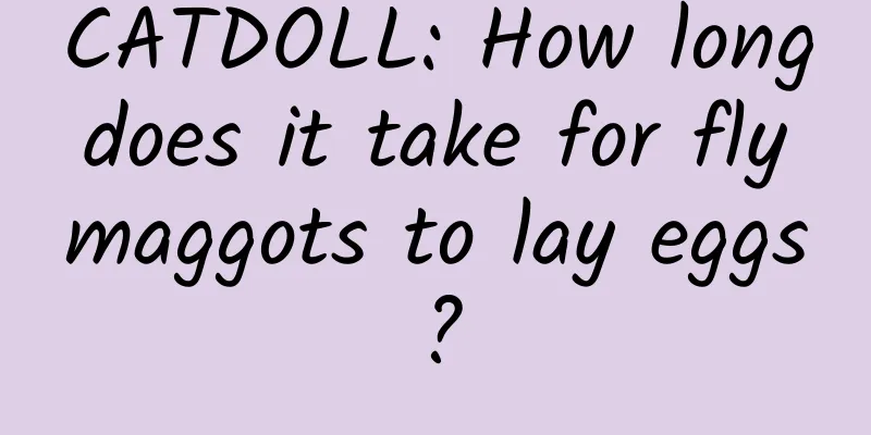 CATDOLL: How long does it take for fly maggots to lay eggs?