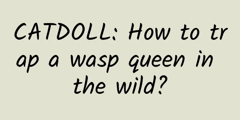CATDOLL: How to trap a wasp queen in the wild?