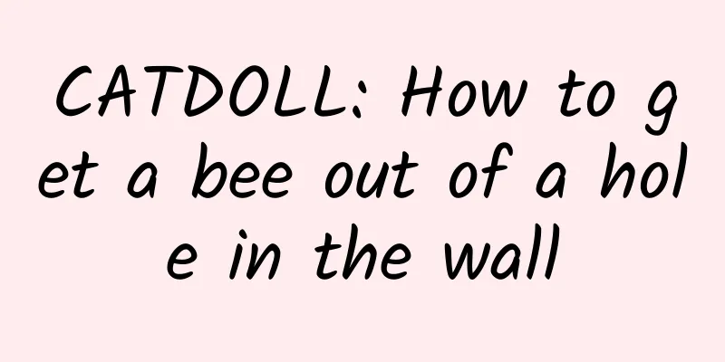 CATDOLL: How to get a bee out of a hole in the wall