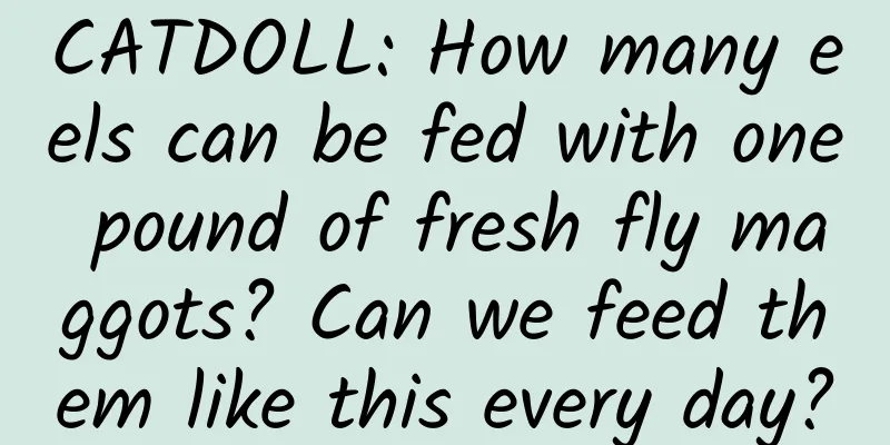 CATDOLL: How many eels can be fed with one pound of fresh fly maggots? Can we feed them like this every day?