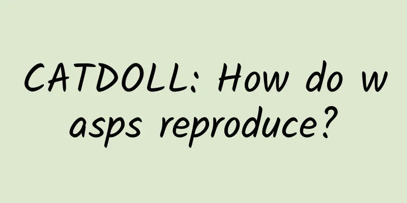 CATDOLL: How do wasps reproduce?