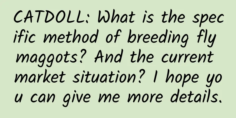 CATDOLL: What is the specific method of breeding fly maggots? And the current market situation? I hope you can give me more details.
