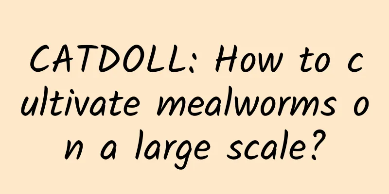 CATDOLL: How to cultivate mealworms on a large scale?