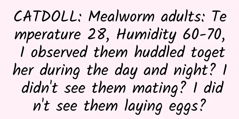 CATDOLL: Mealworm adults: Temperature 28, Humidity 60-70, I observed them huddled together during the day and night? I didn't see them mating? I didn't see them laying eggs?