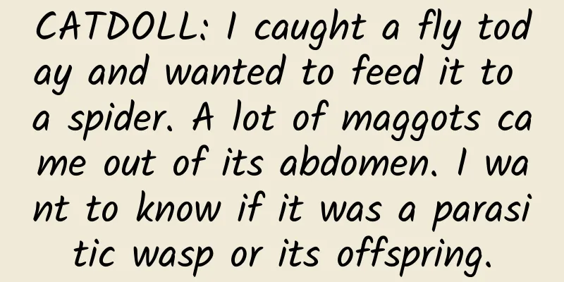 CATDOLL: I caught a fly today and wanted to feed it to a spider. A lot of maggots came out of its abdomen. I want to know if it was a parasitic wasp or its offspring.