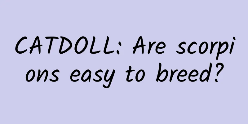 CATDOLL: Are scorpions easy to breed?