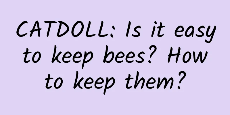 CATDOLL: Is it easy to keep bees? How to keep them?