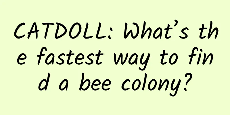 CATDOLL: What’s the fastest way to find a bee colony?