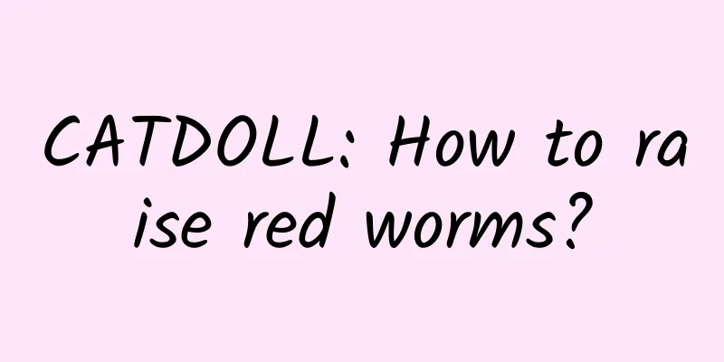 CATDOLL: How to raise red worms?