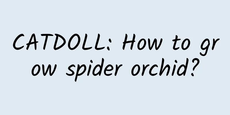 CATDOLL: How to grow spider orchid?