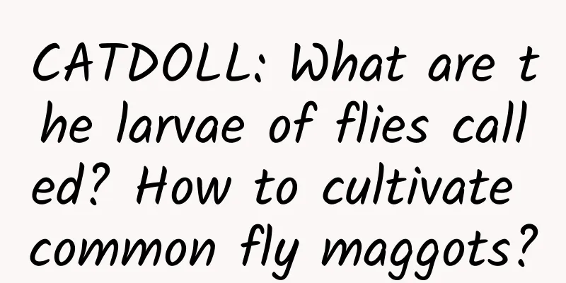 CATDOLL: What are the larvae of flies called? How to cultivate common fly maggots?