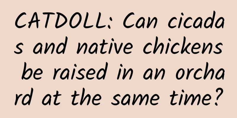 CATDOLL: Can cicadas and native chickens be raised in an orchard at the same time?