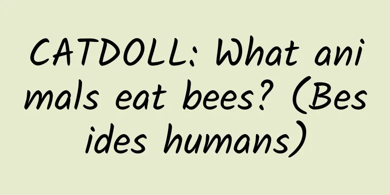 CATDOLL: What animals eat bees? (Besides humans)