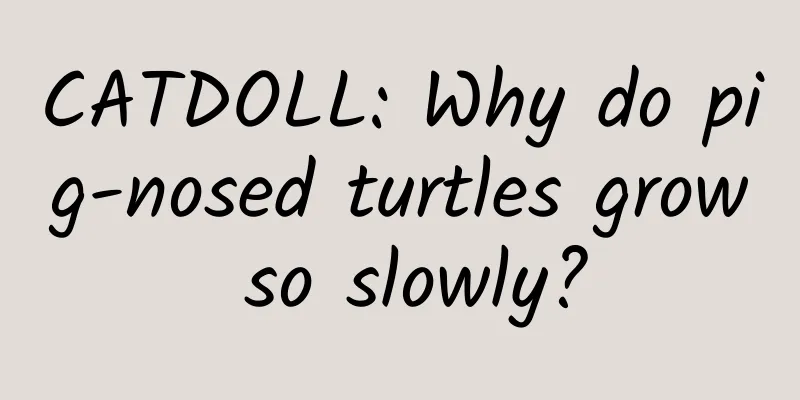 CATDOLL: Why do pig-nosed turtles grow so slowly?