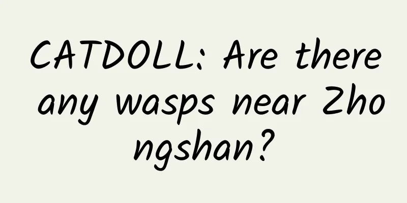 CATDOLL: Are there any wasps near Zhongshan?