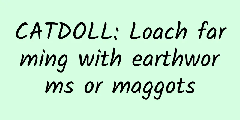 CATDOLL: Loach farming with earthworms or maggots